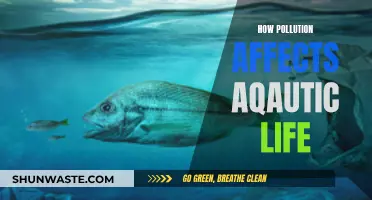 Pollution's Impact on Aquatic Life: A Troubling Reality