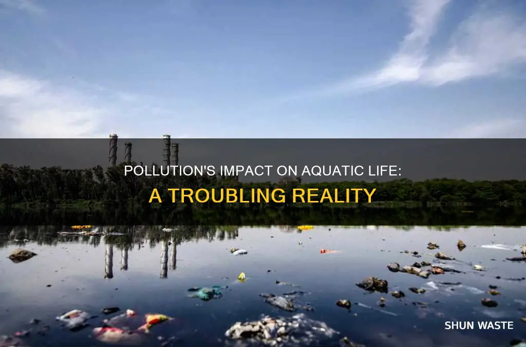 how pollution affects aqautic life