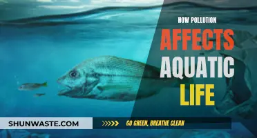 Pollution's Impact: Aquatic Life Endangered