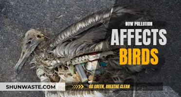 Pollution's Impact: Birds Under Threat