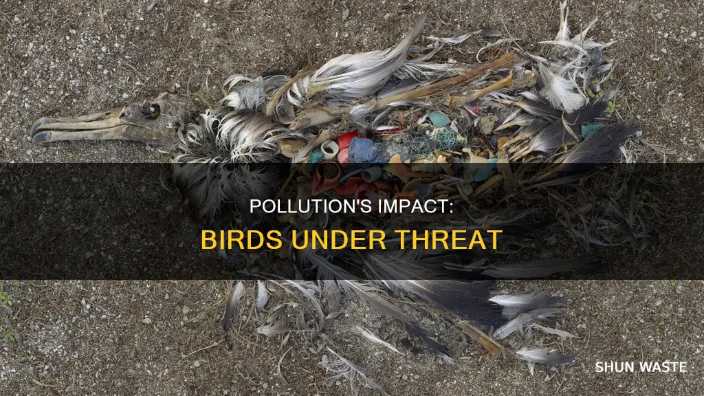 how pollution affects birds