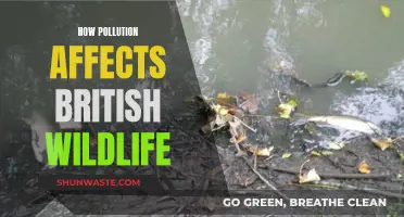 UK Wildlife: Pollution's Devastating Impact