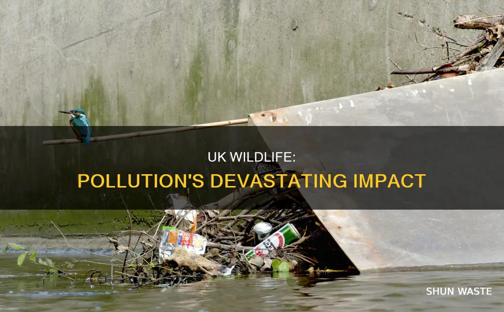 how pollution affects british wildlife