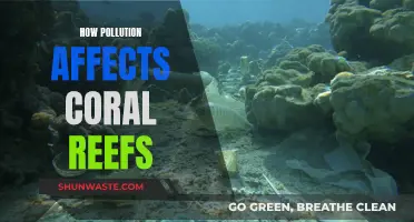 Pollution's Impact: Coral Reefs in Danger