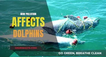 Dolphin Danger: Understanding Pollution's Impact