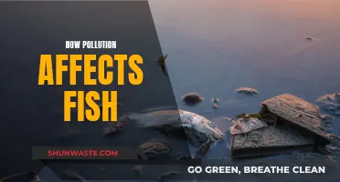 Pollution's Impact on Fish: Understanding the Devastating Effects