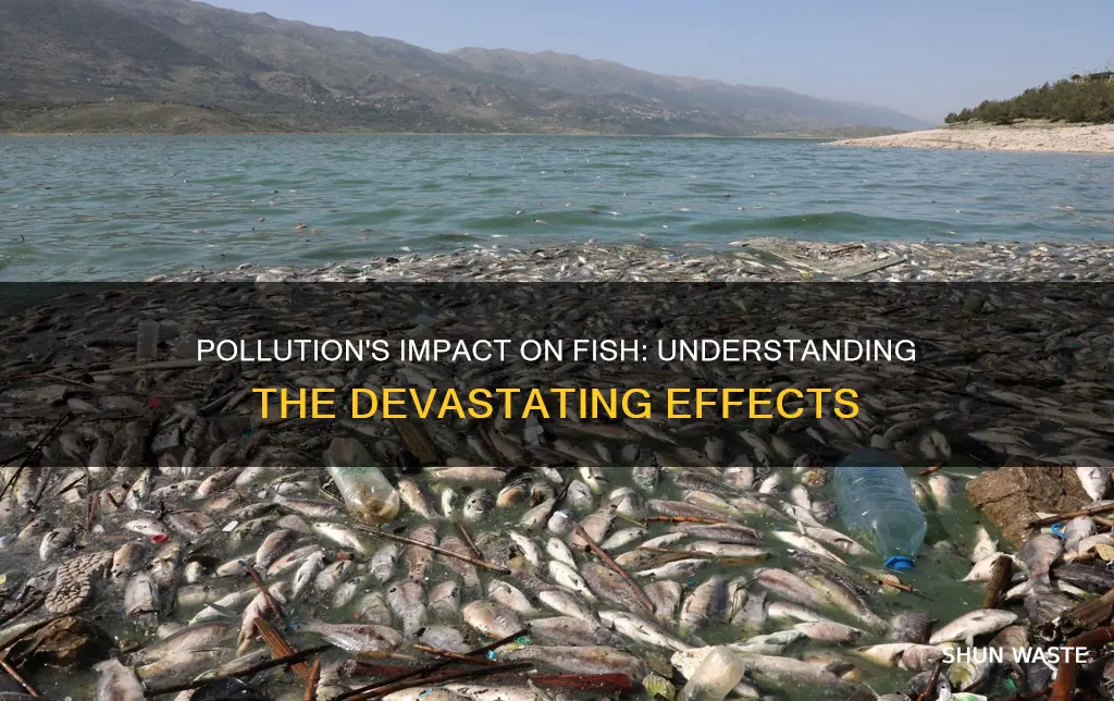 how pollution affects fish