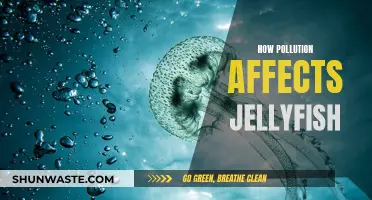 Jellyfish and Pollution: A Toxic Relationship