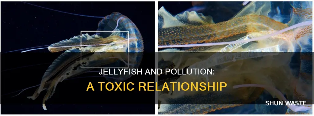 how pollution affects jellyfish