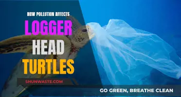 Loggerhead Turtles: Surviving in Polluted Waters