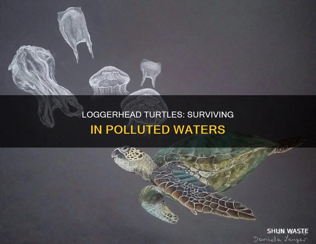 how pollution affects logger head turtles