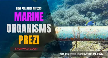 Pollution's Impact on Marine Life: A Prezi Overview