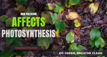 Pollution's Impact: Photosynthesis and Plant Health