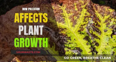 Pollution's Impact: Stunting Plant Growth and Health