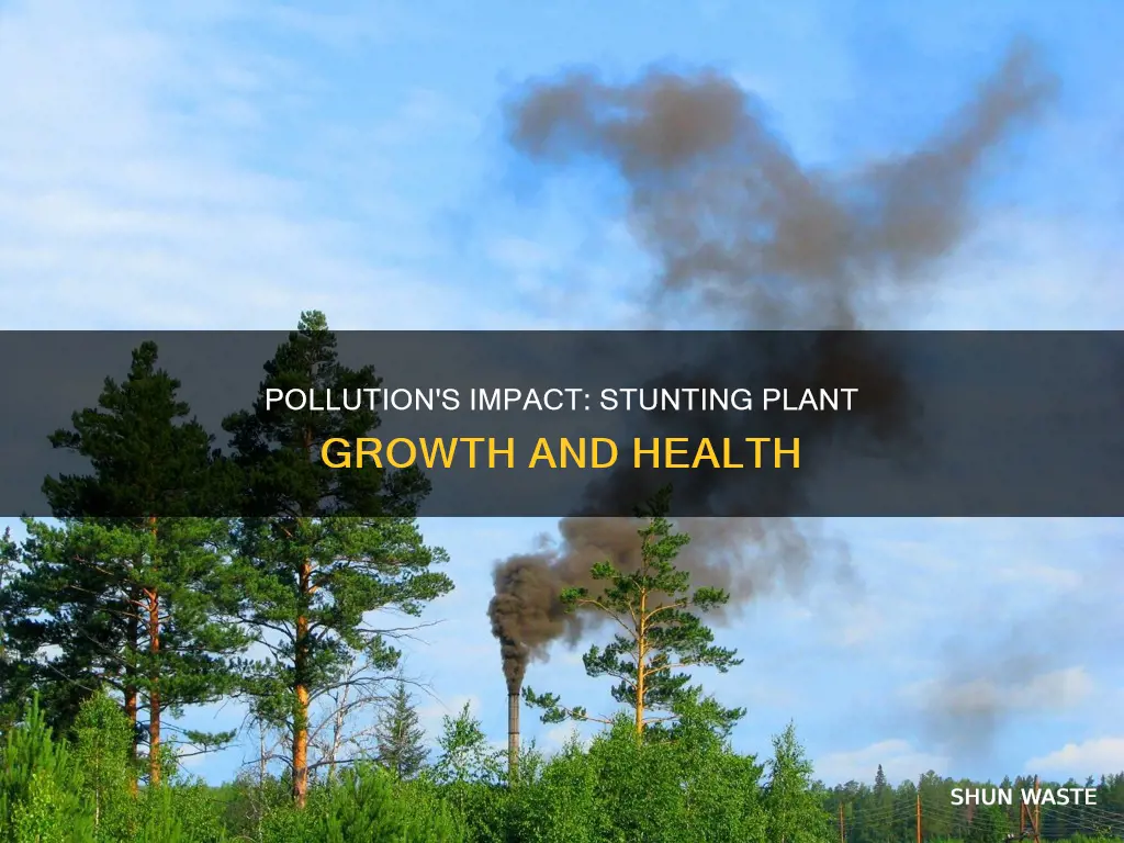 how pollution affects plant growth