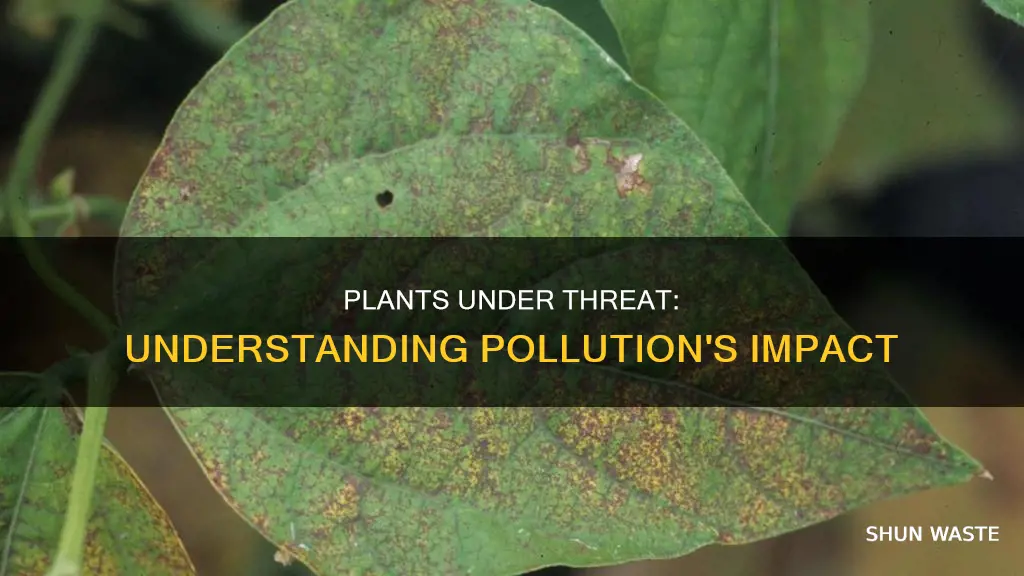 how pollution affects plants