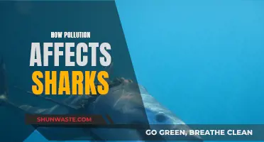 Sharks Under Threat: Understanding Pollution's Impact