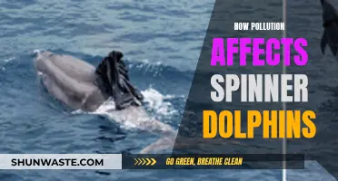 Spinner Dolphins: Surviving in a Polluted Ocean