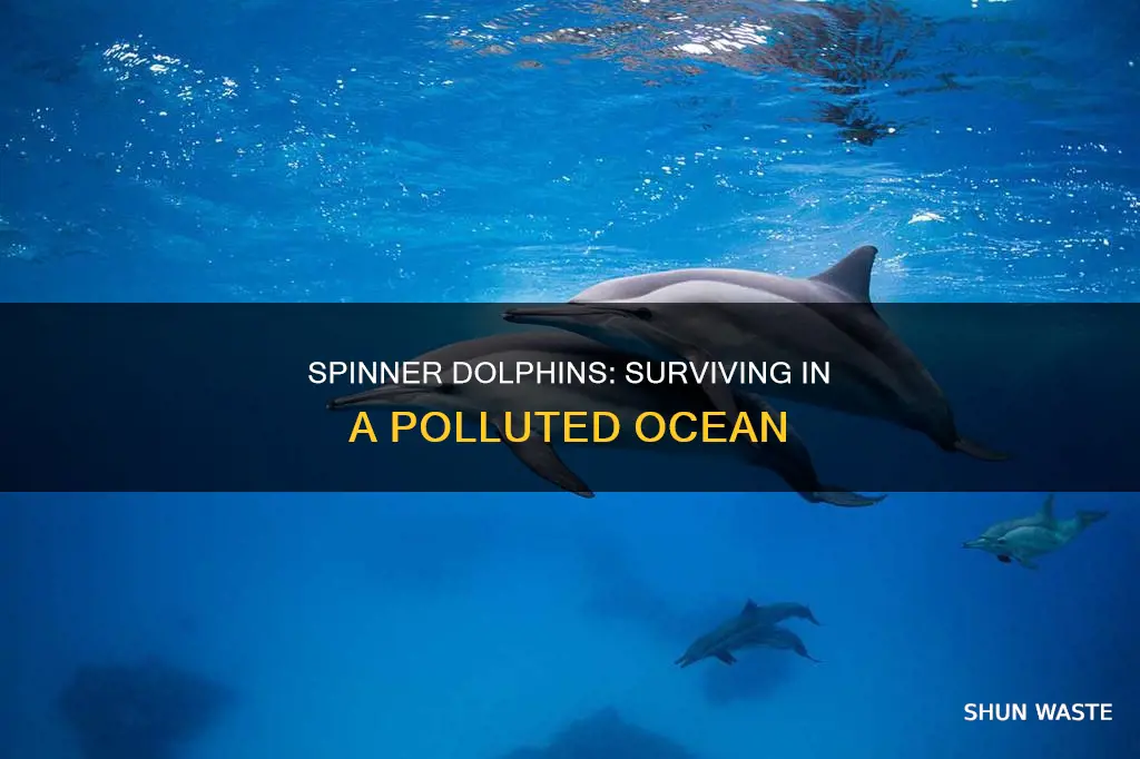 how pollution affects spinner dolphins