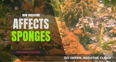 Sponges: Pollution's Unseen Victims and Their Fight