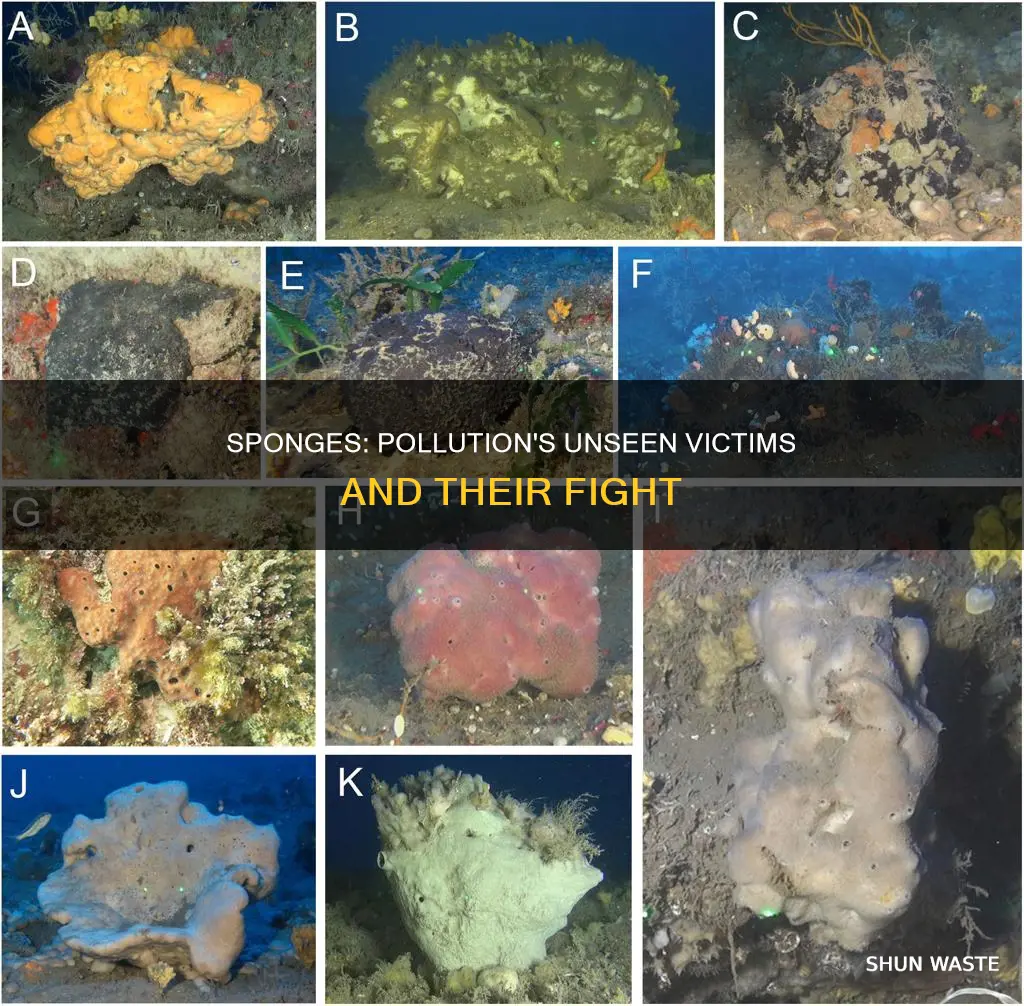 how pollution affects sponges