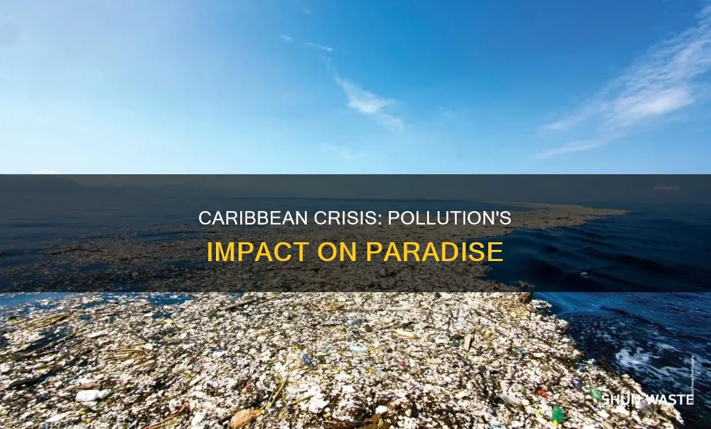 how pollution affects the caribbean