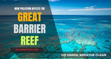 Pollution's Impact on the Great Barrier Reef