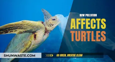 Turtles' Battle: Surviving in a Polluted World