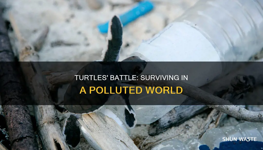 how pollution affects turtles