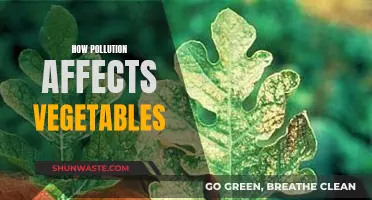 Pollution's Impact: The Vegetables We Eat