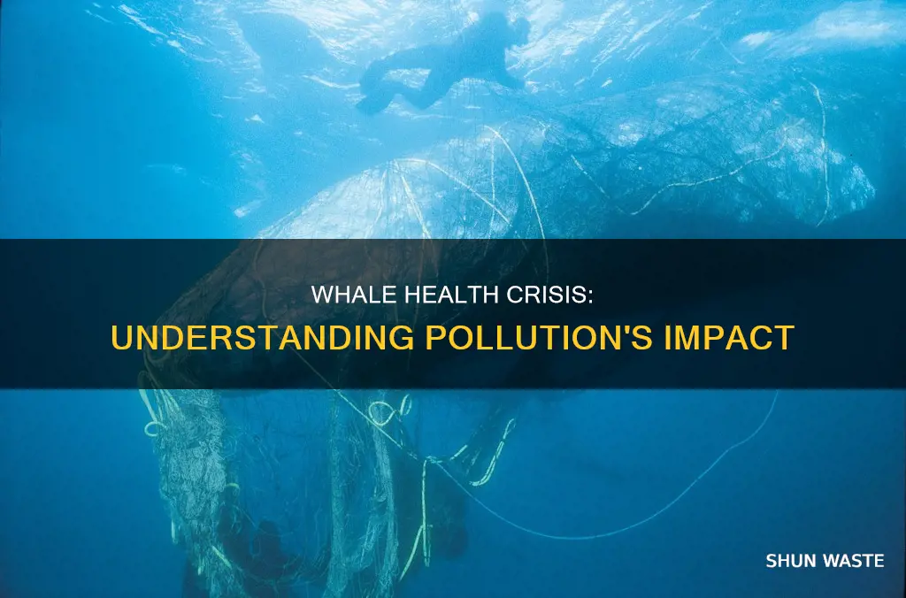 how pollution affects whales