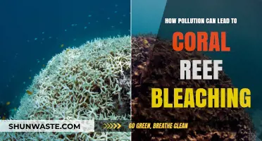 The Hidden Threat: How Pollution Causes Coral Reef Bleaching