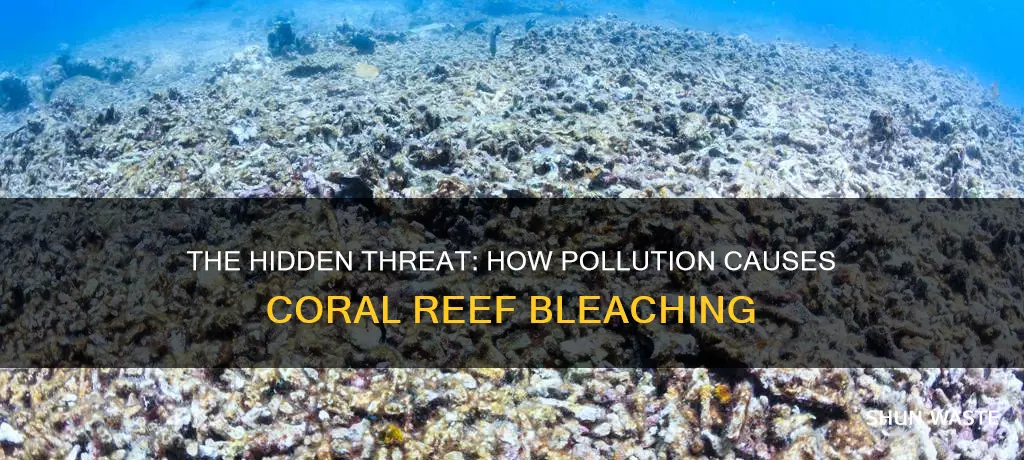 how pollution can lead to coral reef bleaching