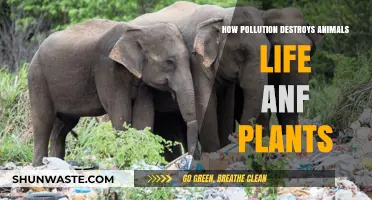 Pollution's Devastating Impact on Nature's Fragile Balance