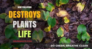 Pollution's Impact: Devastating Plant Life