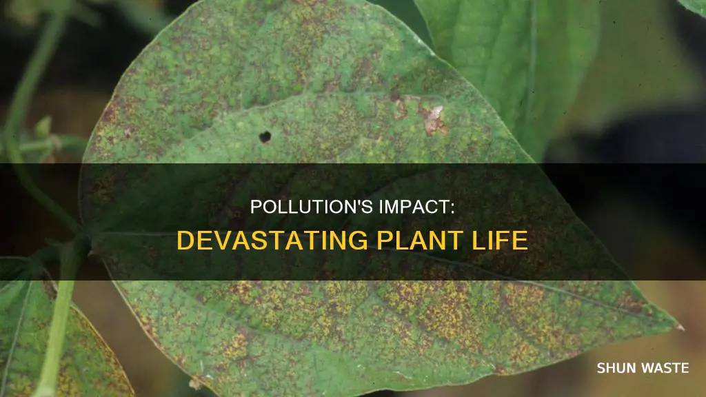 how pollution destroys plants life