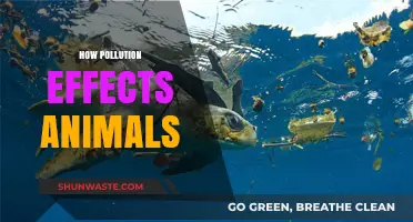Pollution's Impact: Animals in Danger