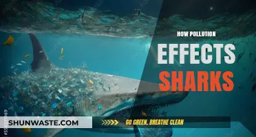 Sharks in Crisis: Pollution's Impact on the Ocean's Predators