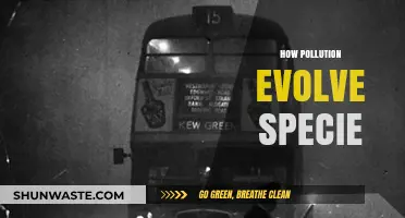 Pollution's Impact: Evolution of Species
