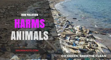Pollution's Harmful Impact on Animals