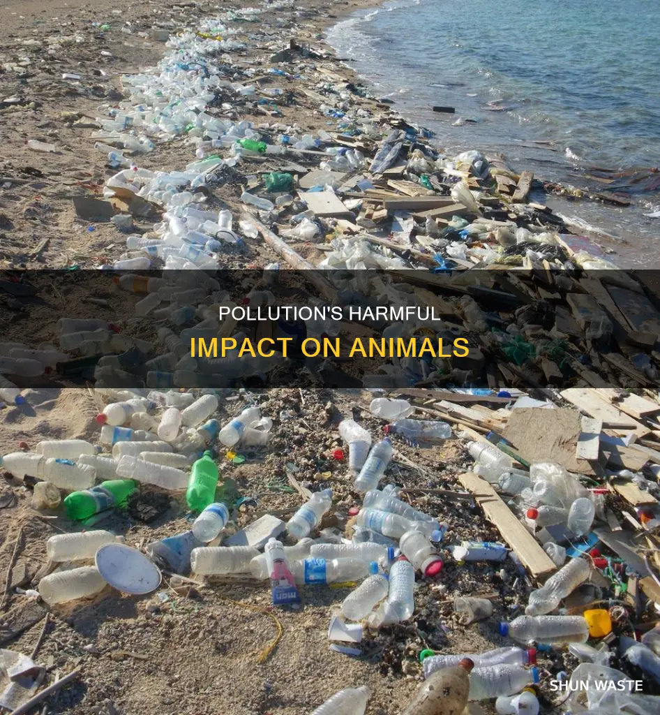 how pollution harms animals
