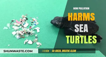 Sea Turtle Survival: The Pollution Threat