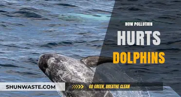Dolphin Danger: Navigating Polluted Waters