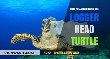 Loggerhead Turtles: Pollution's Unseen Victims