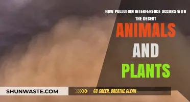 Pollution's Impact: Desert Ecosystems Under Threat