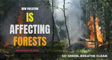 Forests Under Threat: Pollution's Deadly Impact