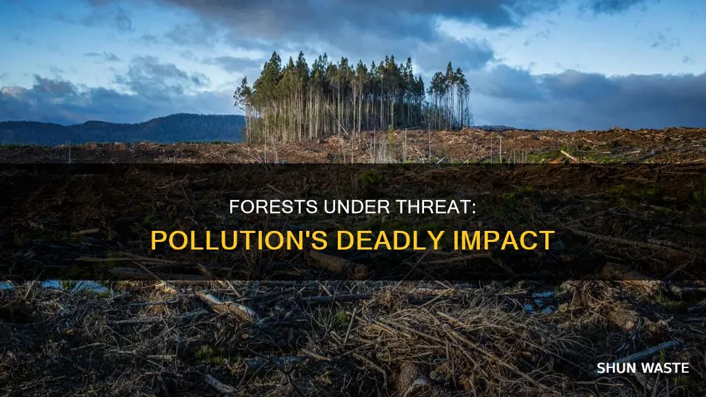 how pollution is affecting forests