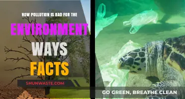 Pollution's Harmful Impact: Facts and Ways to Fight Back