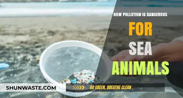 Sea Creatures: Pollution's Victims
