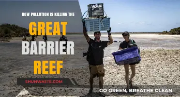 Pollution's Deadly Impact on the Great Barrier Reef